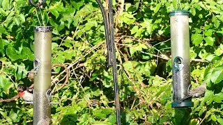 Bird Feeder Paradise 🐦 Cat TV Ambience: Backyard Birds Watching | No Music