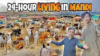 Living 24 Hours Survive in Cow Mandi 🐄😍