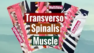 TRANSVERSO SPINALIS MUSCLE, ORIGIN AND INSERTION