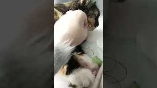 Кошечка Соня| #PETSTV #cat #Кошка #Животные