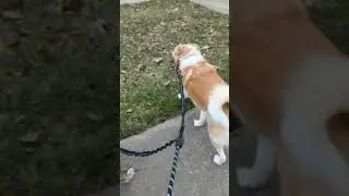 won't be tangling our leashes anymore! #productreview #leash #dogwalk #dogs #dogvideos #dogactivity
