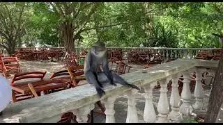 &Auml;ffchen sitzt im Hotel Papillon Lagoon Reef und relaxed #kenya #monkey #love #africa #travel #ape