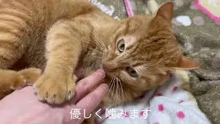 茶トラに指噛まれました