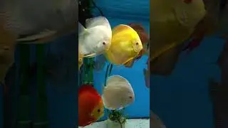 Grow big discus fish... get them on the granules #discusfish #aquarium #fishtank #shortswithcamilla