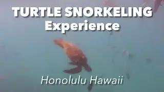 Snorkel with Sea turtles in Honolulu Hawaii