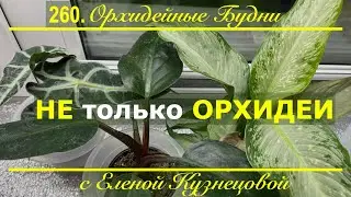 Не орхидеями едиными жив орхоман! Уход за орхидеями и пересадка ароидных