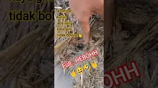PANCURAN belut GANASS🔥🔥🔥 #mancing #belut #sawah #shortsfeed