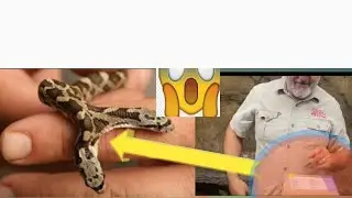 Helping very rare two headed snake from mysterious box #snake #giant_snake #python  #animals  #snake