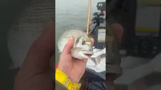 Gilthead bream fishing south Devon #fishing #kayakfishing #giltheadbream #devon #fishinguk #salcombe
