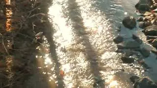 Epic Squirrel Jump! #leap #jump #huge #squirrel #cool #impressive