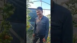 Дархан-Уул аймгийн өрхийн тариаланч Амарсанаагийнд.