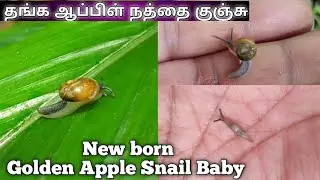 New born golden Apple snail baby in elachi Estate 🐌🐌🐌