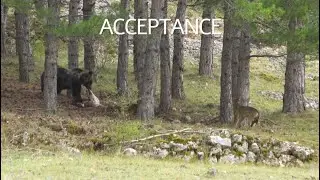 Recharging coexistence with wildlife - Crowdfunding campaign for Rewilding Apennines