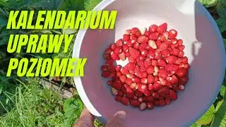 Kalendarium uprawy poziomek. Od stycznia do grudnia.
