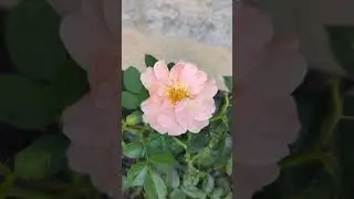 Peach Rose #flower #bloom #flowerplant #rose #roseflower #flowerenthusiast  #nature #garden #status