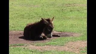 Spending time with the Donkey family.Ep20