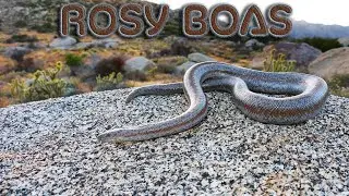 Whole lotta Rosy boas!! Coastal Rosy Boas of California