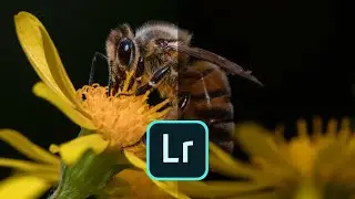 Macro photo editing in Lightroom: Top tips LIVE