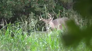 Hunting from the Ground Hit List Buck in Bow Range pt1