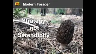 How to Find Burn Morels in Oregon