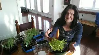 Indoor vegetable growing and cold frame seed planning