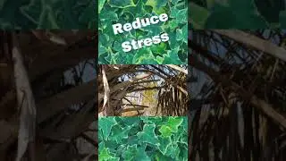 Reduce Stress And Lower Your Cortisol Levels By Walking 🚶&zwj;♂️ Outside Today!