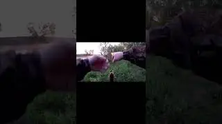 Если есть воблер TsuYoki Gnom 45SS, то Yo-Zuri L-Minnow 44s больше не нужен. Голавль на спиннинг.