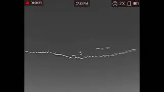 Nočn&iacute; tah pt&aacute;ků termoviz&iacute;, husa velk&aacute;,  Plzeň 2025, Night migration of birds thermal imaging