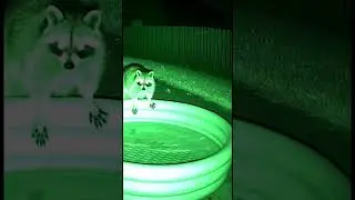 Night Pool Adventure. #wildlife #nightvision #cute #raccoons