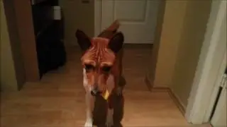 Basenji doesn't want to eat in kitchen