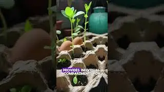 Transform Old Egg Cartons into Eco-Friendly Seed Starters! 🌱 #shorts