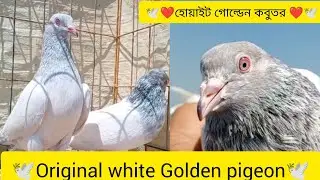 Original white Golden pigeon 🕊️❤️👀 // Pakistani white Golden kabutar 🕊️❤️😱