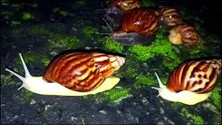 Decoding the Snails: An Closer Look at Their Anatomy and Behavior