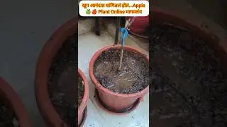 जिस Apple Plant से खुशी थी 🍎😭 वही सुखा निकला 😟 #garden #shorts #plantlovers #apple plant #reporting