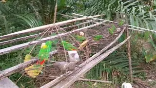 Pikat serindit cuman dikasih makan nasi sama pisang tetap gacor