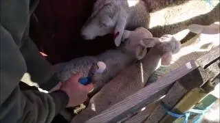 The Chute: Vaccinating Lambs