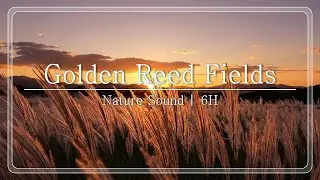 Golden Reed Fields (6H)🌾 - Wind Sounds & Rustling Pampas Grass (Relaxation, Sleep, Focus)