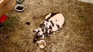 Goat Recovery: Going The Wrong Direction Cookie Update VLOG #6