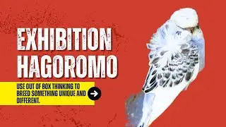 Exhibition Hagoromo #outofbox #creative #creativity #thinking #hagoromo #exhibitionbudgerigars