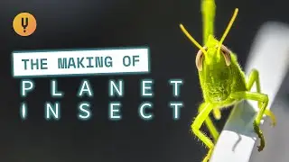 The Making Of Planet Insect: Studying Colonies