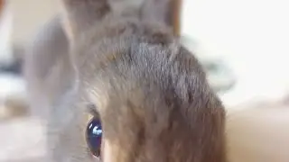 無言のアピール♡ カメラに圧をかけるオヤツ待ちうさぎさん🐰【364】
