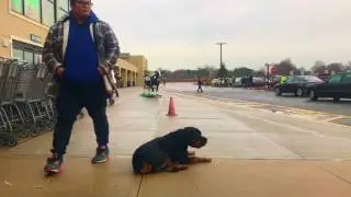 Bruiser: Rottweiler with Amazing Obedience: Best Dog Trainer in New York