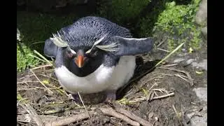 Rockhopper Penguin
