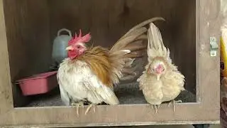 the most beautiful tiny chicken is serama chicken