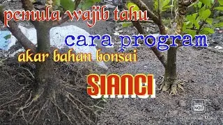 program akar muter bahan bonsai sianci @bonsaijuraganrantingjati1227