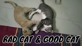 Hunting Skills of Cats No Other Animal Can Beat