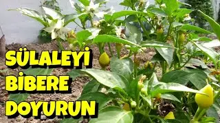 A dan Z ye, Tohumdan Fideye, Fideden Bahçeye