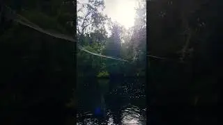 giant orb weaver web telegraph creek Florida #florida #spider #creek #kayak #outdoors