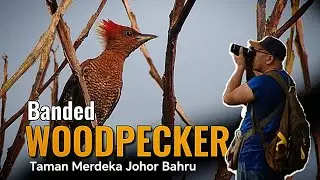 🇲🇾 Birding in Malaysia | Banded Woodpecker | Taman Merdeka Johor Bahru #birds #birdingphotography