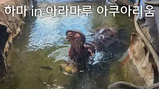 하마 @ 아라마루 아쿠아리움 (feat. 하식이)